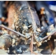 homard bleu 600/700 grs