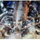 homard bleu 600/700 grs